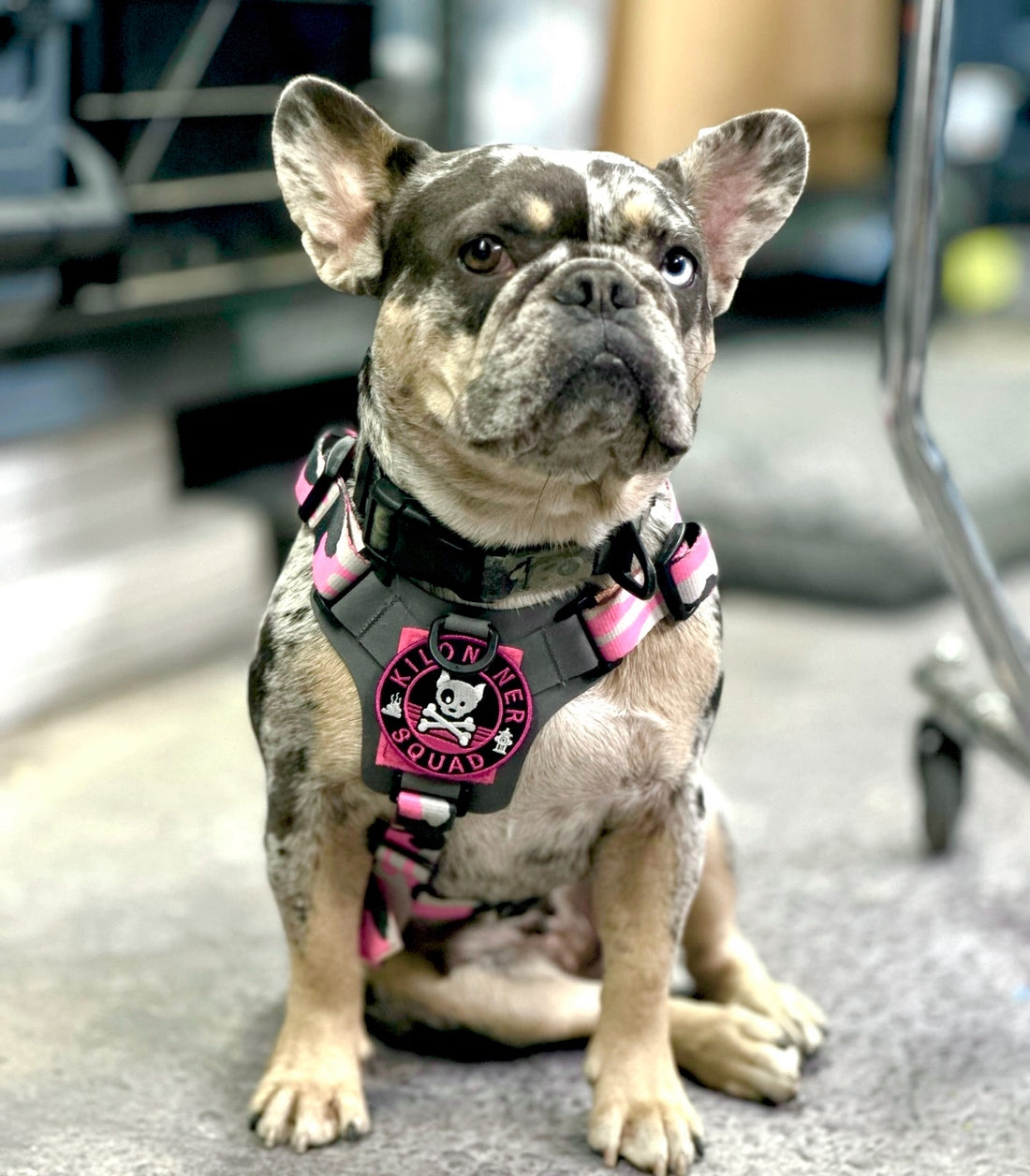 Dog and Crossbones Pink and Black Morale Patch - kiloninerpets