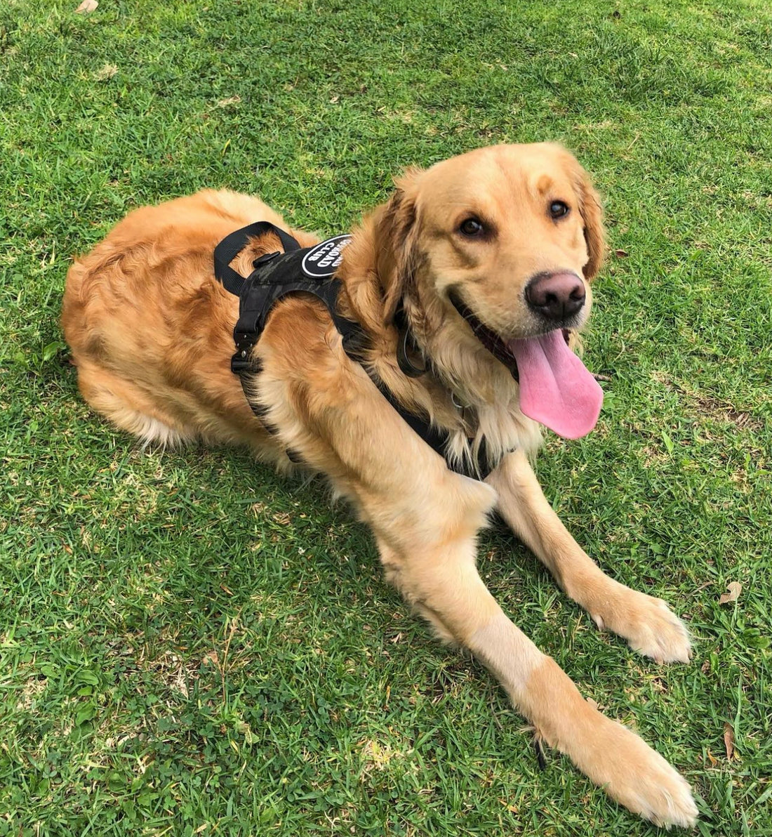 K9R - M1 LightSpeed Harness Large - kiloninerpets