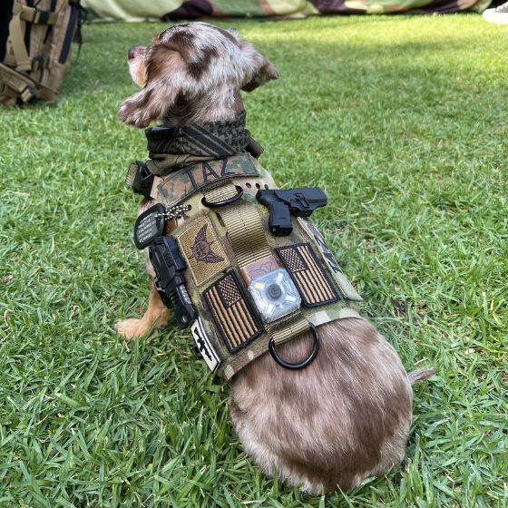 Dog clearance plate carrier