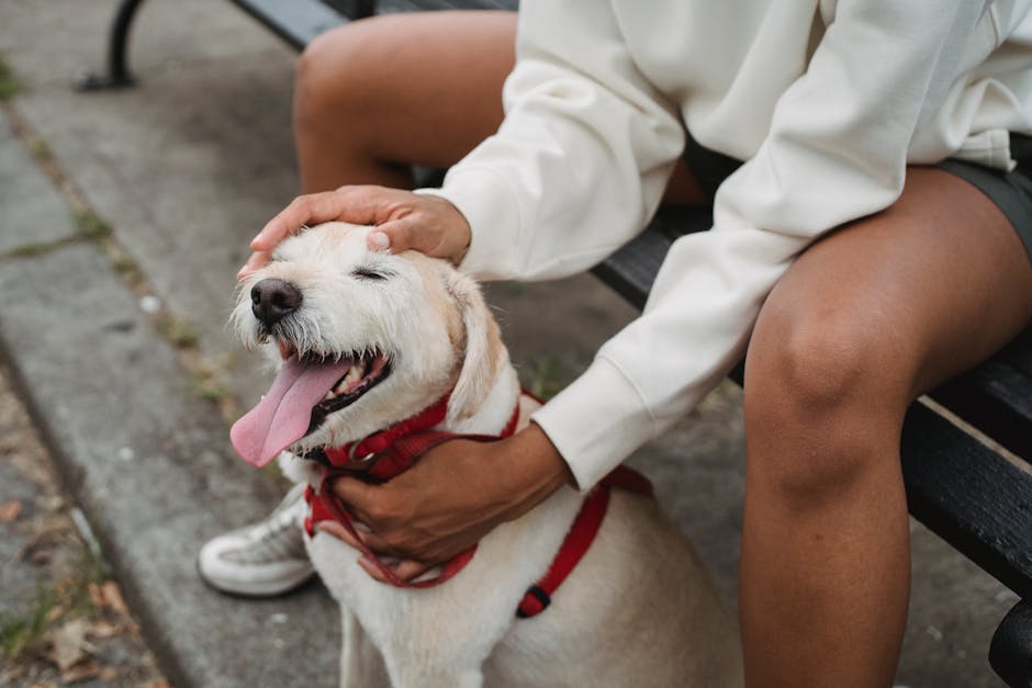 How a Tactical K9 Harness Can Enhance Your Outdoor Adventures with Your Pet