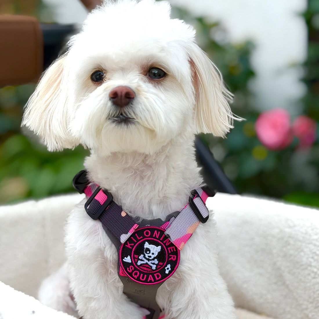 Mini Dog and Crossbones Pink and Black Morale Patch - kiloninerpets