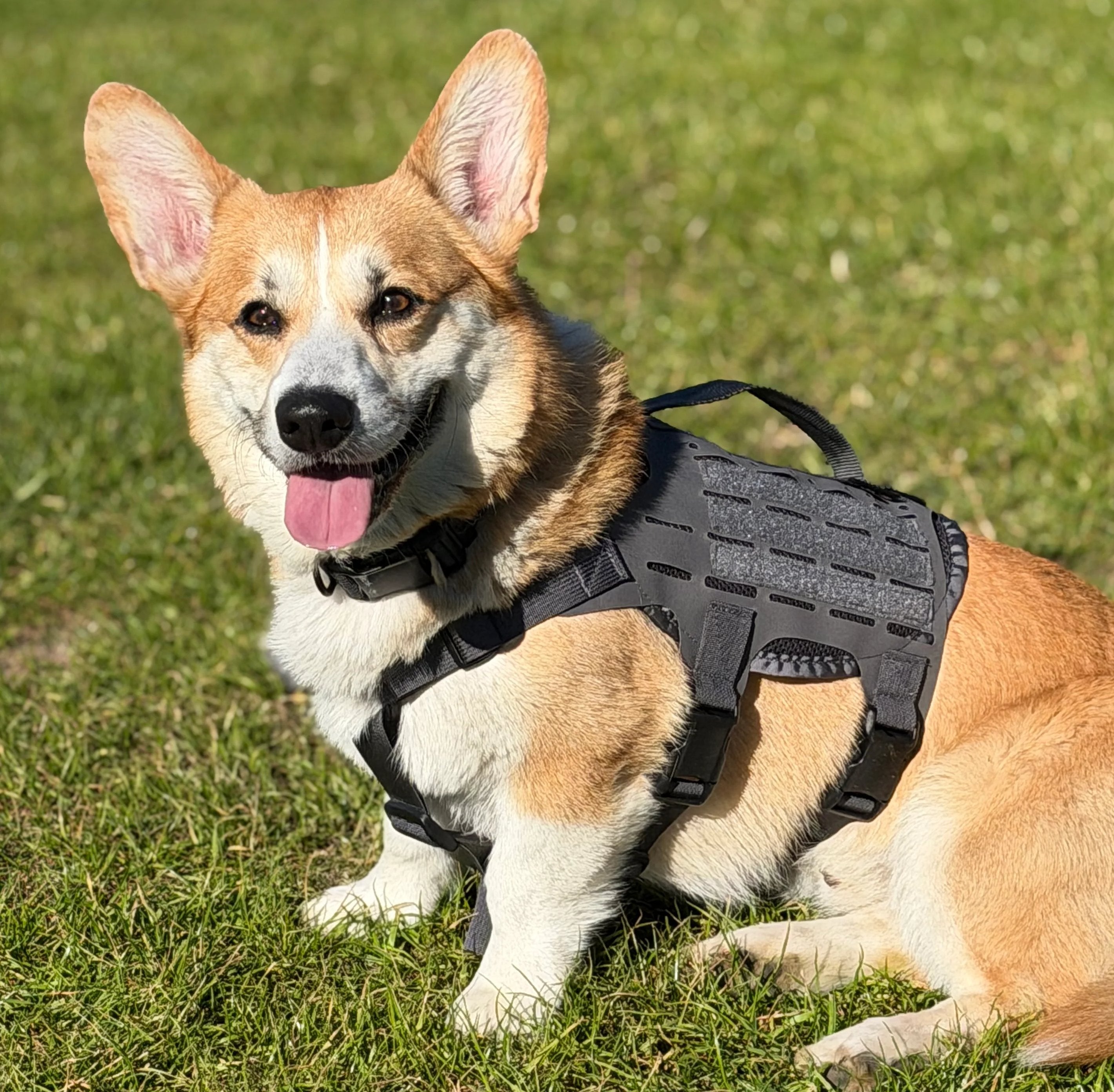 M4 Tactical Harness for Dogs