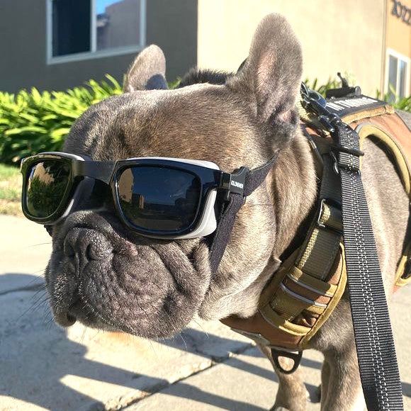 W1 Eye Defender Goggles - kiloninerpets