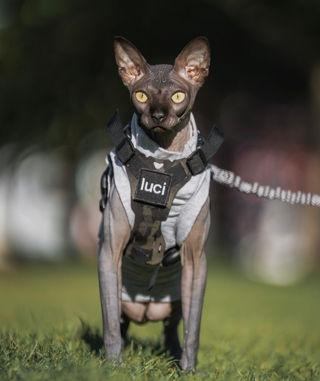 K9R - M1 Lightspeed Harness for Cats