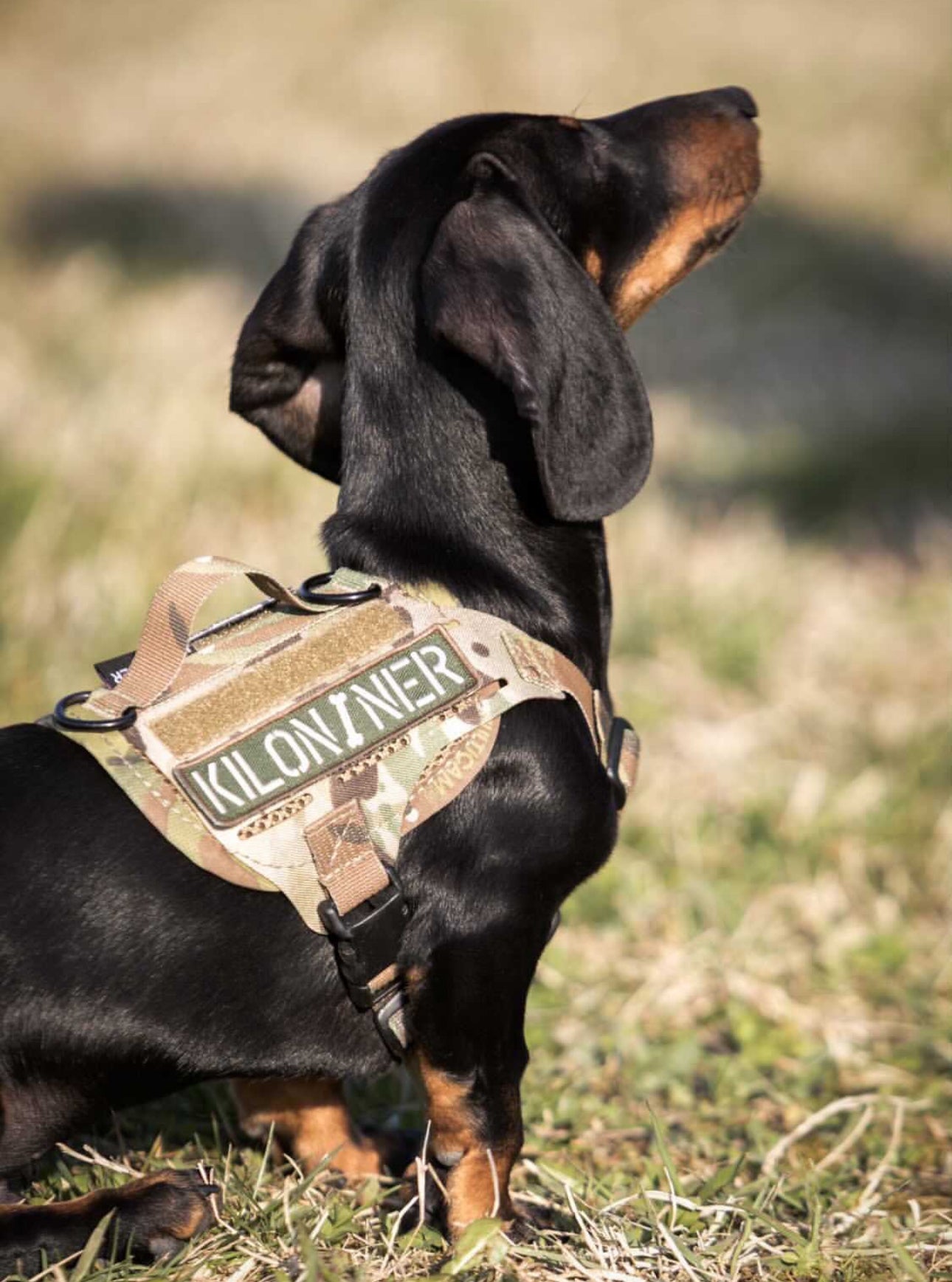 Dachshund tactical vest best sale