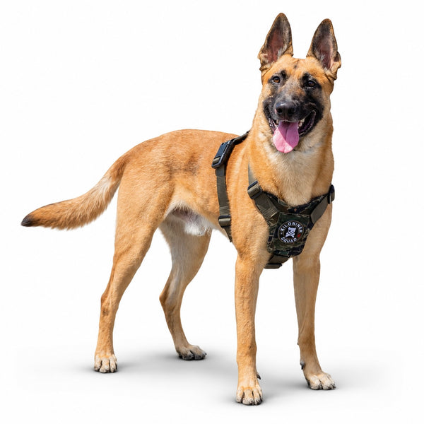M1 Lightspeed Harness for Large Dogs | Kiloniner