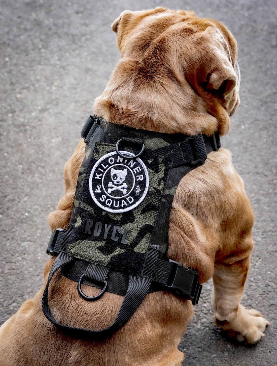 Tactical Camo Harness for XS and Small dogs and cats.