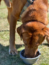 CB1 Collapsible Dog Bowl