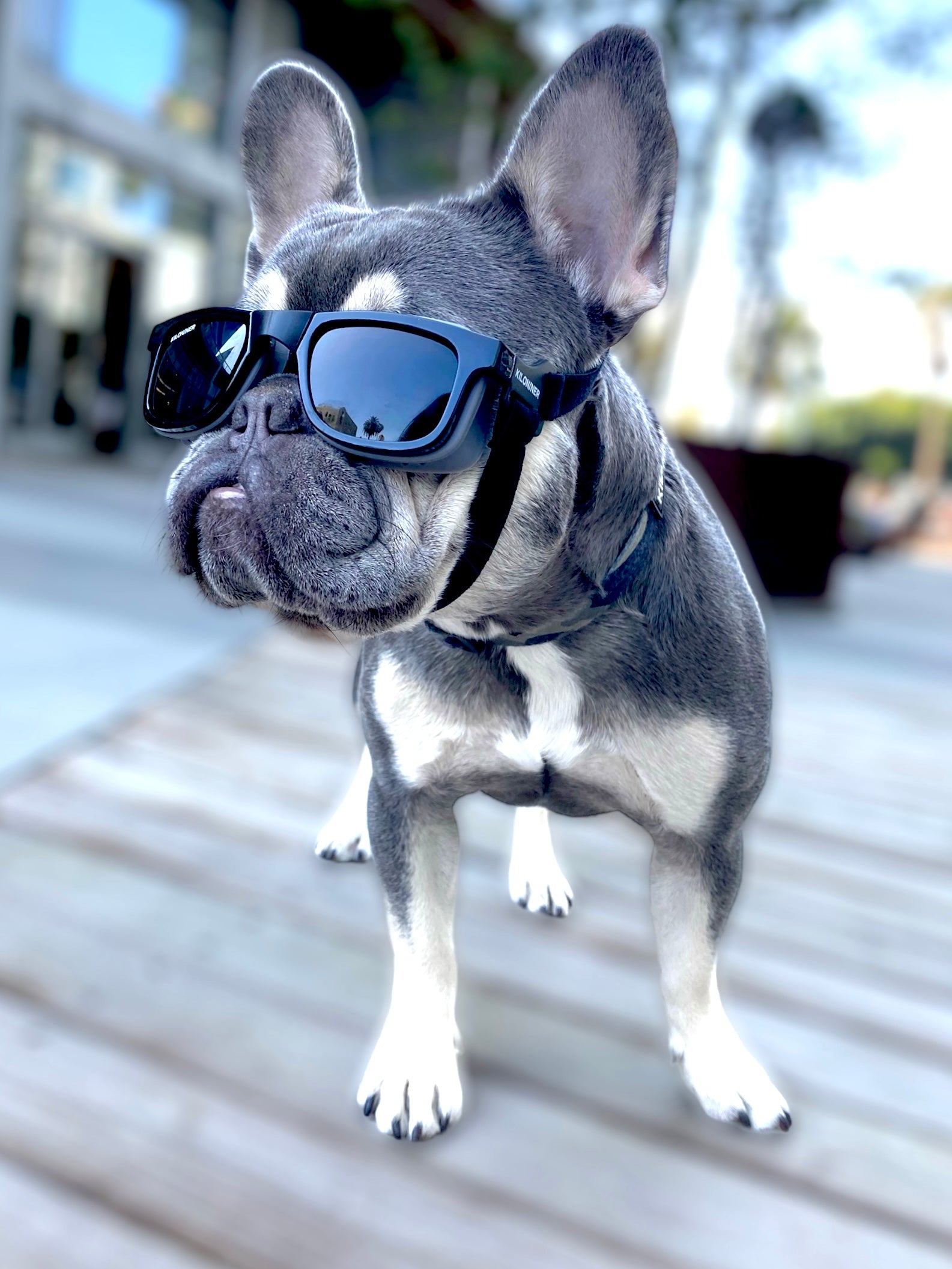 W1 Eye Defender Goggles - kiloninerpets