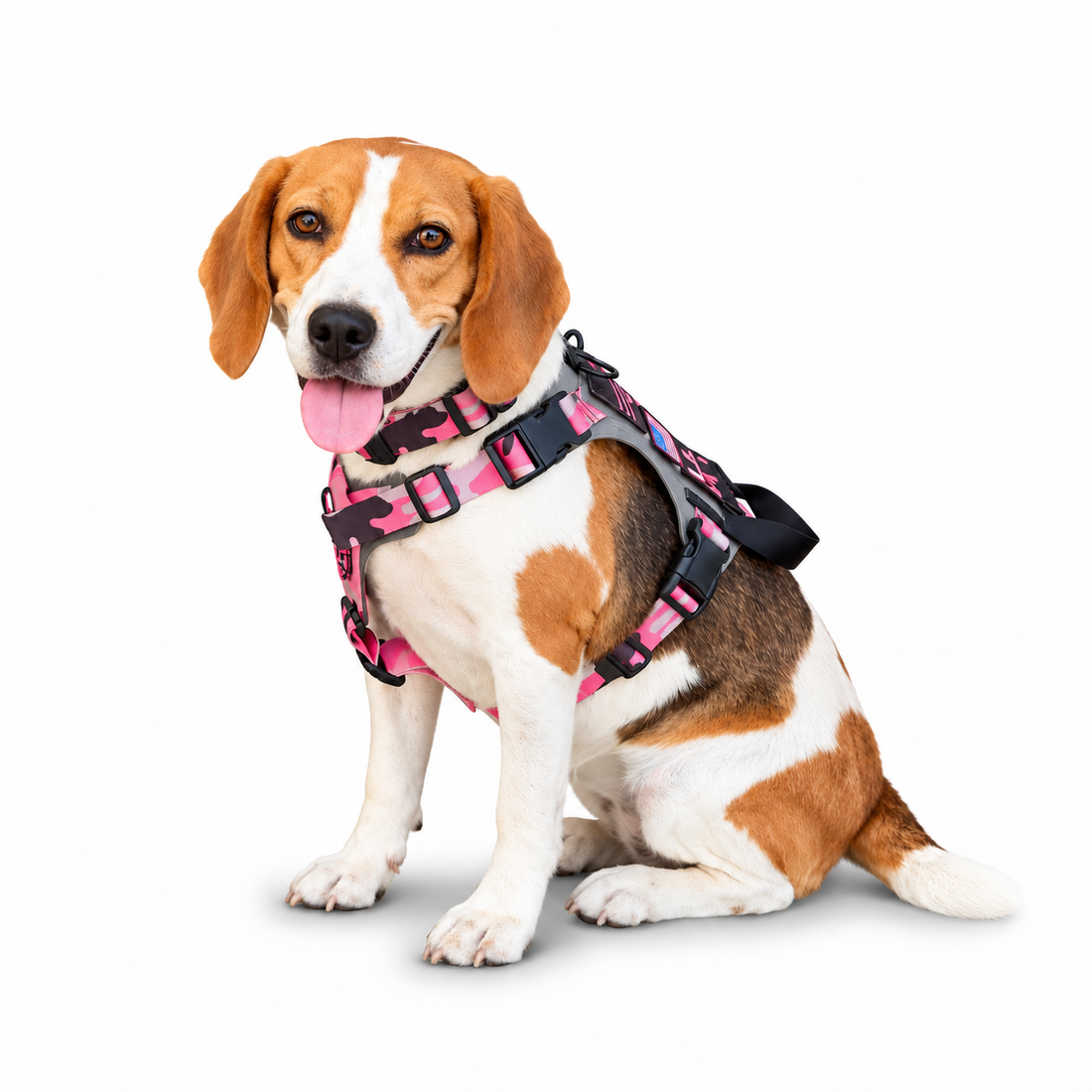 Beagle wearing Kiloniner M1 Lightspeed pink camouflage harness on white studio background