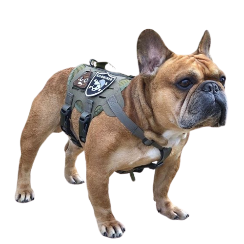 French bulldog tactical sales harness