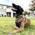 K9R - BCH Big Dog Collar Heavy Duty - kiloninerpets