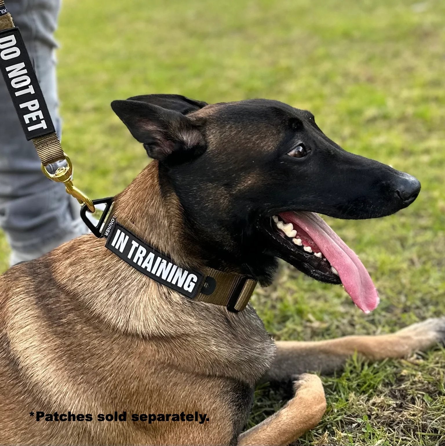 K9R - BCH Big Dog Collar Heavy Duty - kiloninerpets