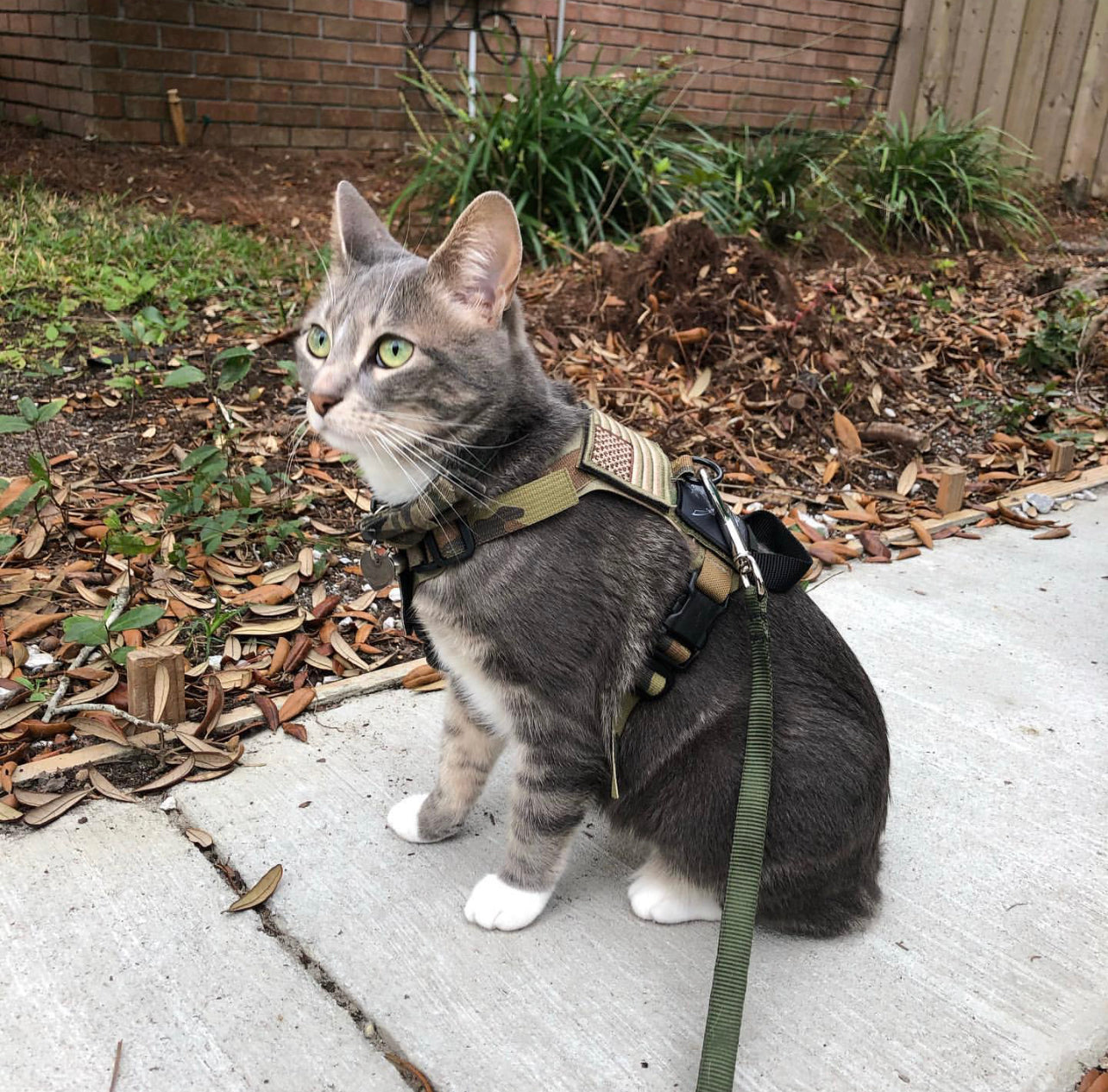 K9R - M1 Lightspeed Harness for Cats - kiloninerpets