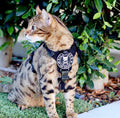 K9R - M1 Lightspeed Harness for Cats - kiloninerpets