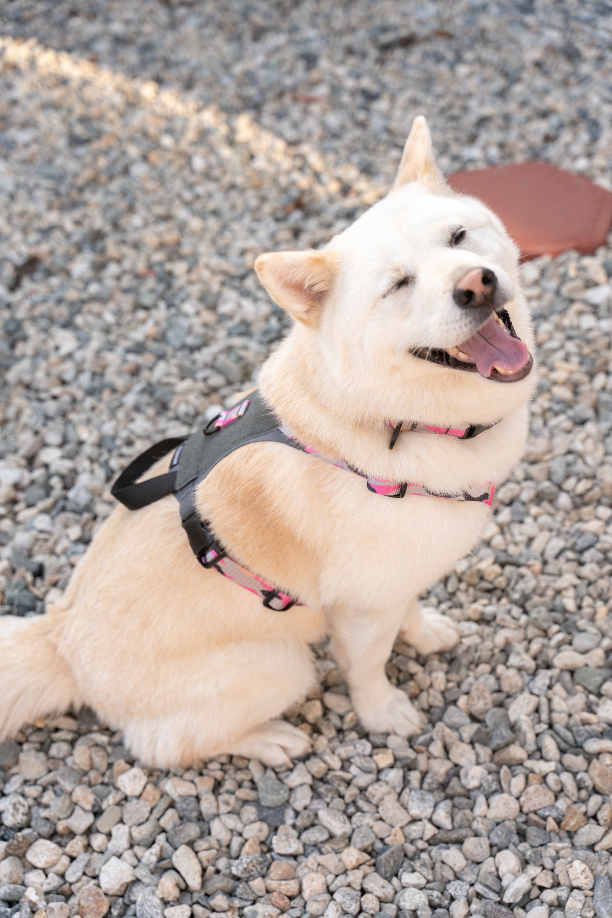 K9R - M1 LightSpeed Harness - kiloninerpets