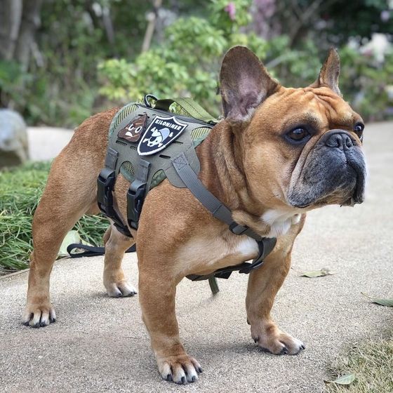 Coyote Mesh Tactical Dog Vest