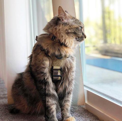 K9R - M1 Lightspeed Harness for Cats - kiloninerpets