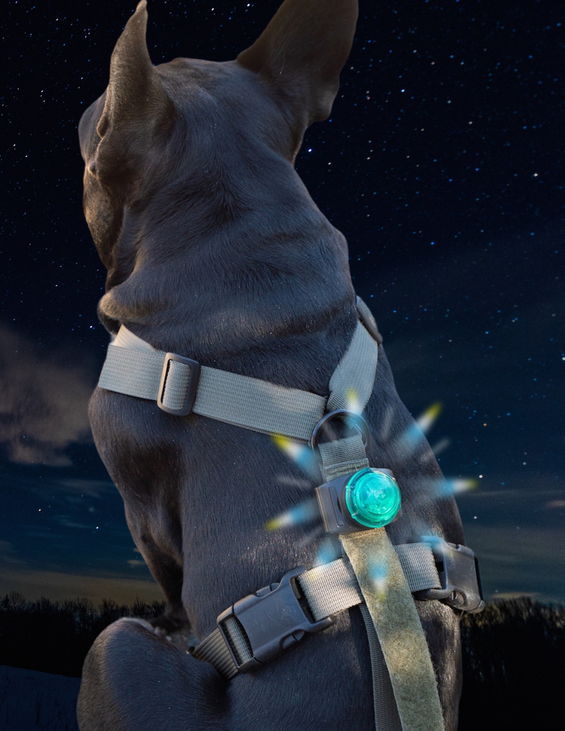 SF1 Clip-on Safety Light - kiloninerpets